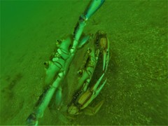 Callinectes bellicosus