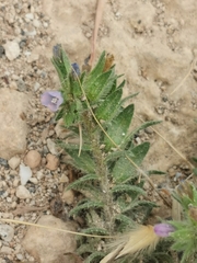 Echium parviflorum