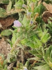 Echium parviflorum