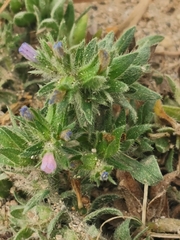 Echium parviflorum