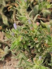Echium parviflorum