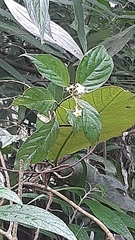 Mussaenda parviflora
