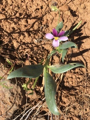 Viola trinervata
