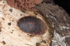 Neolaxta mackerrasae