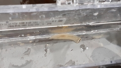 Prosthiostomum torquatum