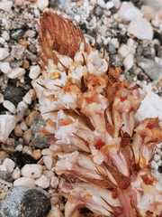 Orobanche crenata
