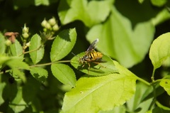 Spilomyia alcimus
