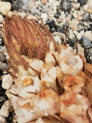 Orobanche crenata