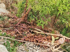 Orobanche crenata
