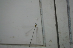 Teinobasis samaritis