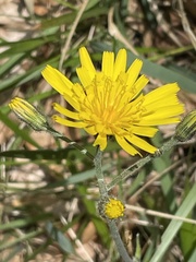 Hieracium maculatum
