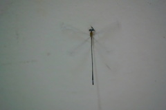 Teinobasis samaritis