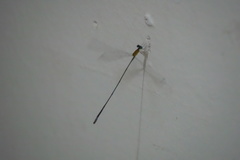 Teinobasis samaritis