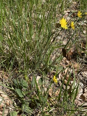 Hieracium maculatum