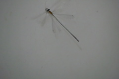 Teinobasis samaritis