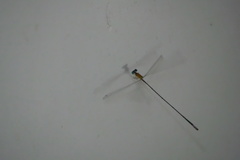 Teinobasis samaritis