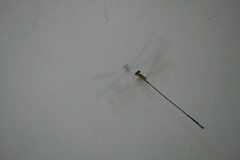 Teinobasis samaritis