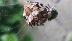 Araneus grossus