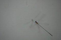 Teinobasis samaritis