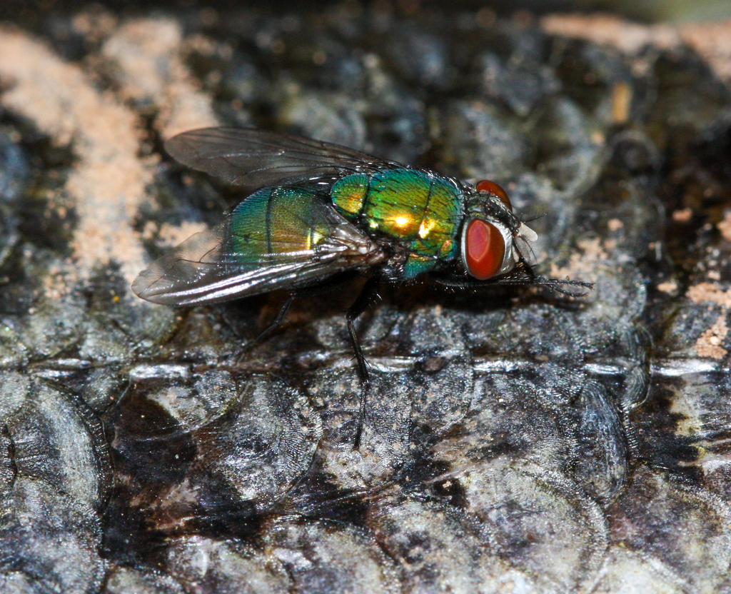 Lucilia mexicana