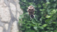 Araneus grossus