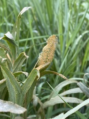 Puccinia sii-falcariae