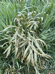 Puccinia sii-falcariae
