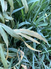 Puccinia sii-falcariae