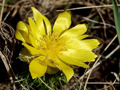 Adonis vernalis