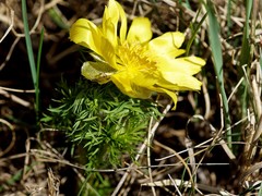 Adonis vernalis