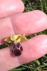 Ophrys fusca