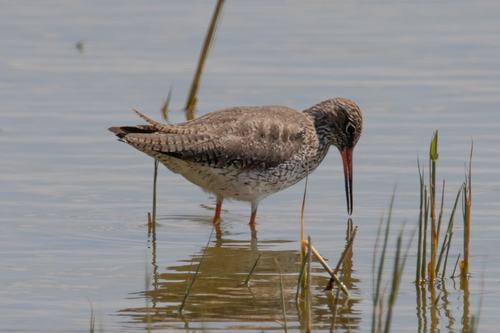Archibebe común (Tringa totanus)