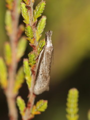 Pleurota bicostella