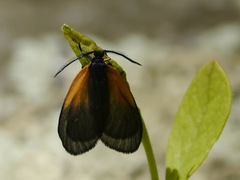 Pyromorpha dimidiata