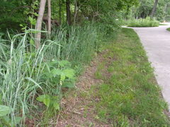 Polygonatum biflorum commutatum