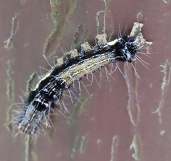 Tiracola aureata