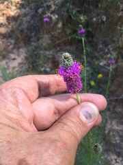 Dalea purpurea