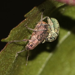 Polydrusus cervinus