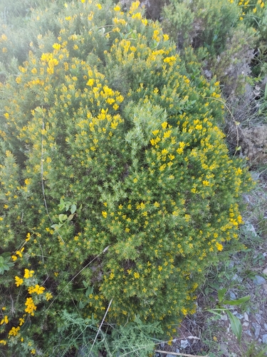 Ulex densus (Ulex densus)