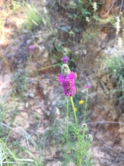 Dalea purpurea