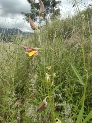 Crotalaria juncea