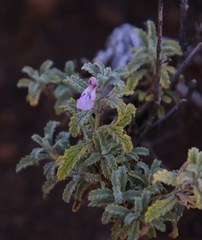 Stachys cuneata