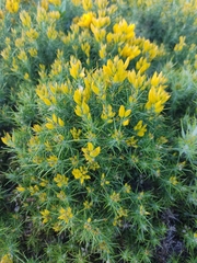 Ulex densus