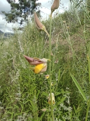 Crotalaria juncea