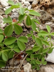 Indigofera trifoliata