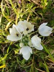 Ornithogalum arabicum