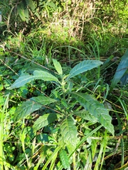 Metarungia longistrobus