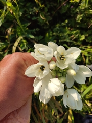 Ornithogalum arabicum