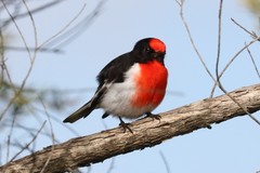 Red-Capped Robin photo 4