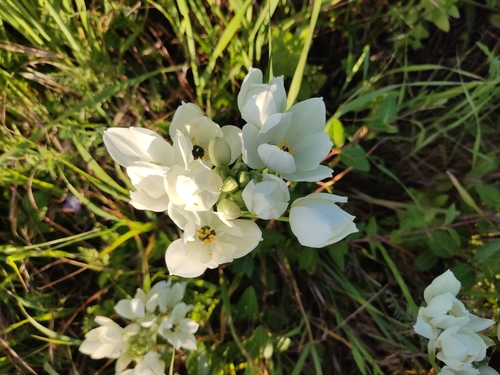Image of Ornithogalum arabicum by (c) Ivo Rosa, some rights reserved (CC BY)